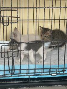 ini kucing free siapa mahu boleh angkat