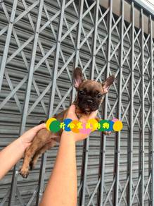 French Bulldog (F)