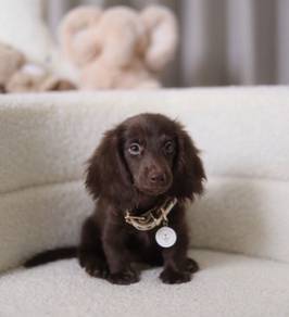 MINIATURE DACHSHUND Puppies VIP19🐻 Adorable Puppy