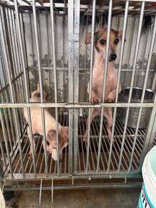 Jack Russell