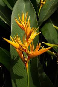 Heliconia 'Golden Torch'