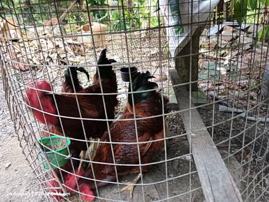 ayam RIR jantan