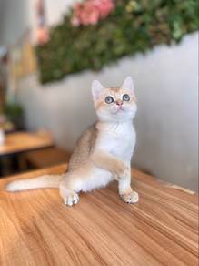 bsh british shorthair golden ny11 male kitten cat