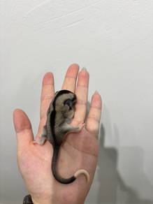 Sugar Glider baby betina