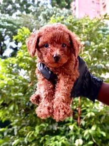 poodle