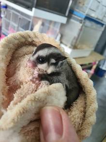 sugar glider classic grey