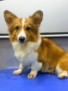 Corgi
