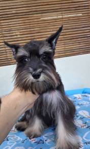 Miniature Schnauzer Puppy 