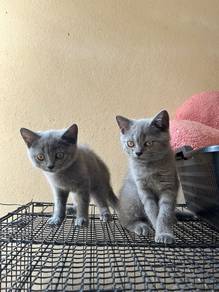 British shorthair cat kucing bsh murah adoption