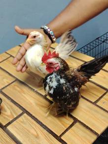 ayam serama 