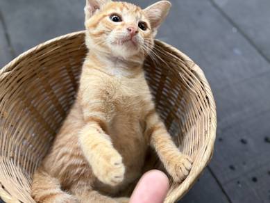 yellow cute kitten