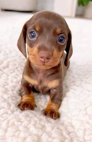 Heart-stealer Long Body Puppy Short Legs Small Dog