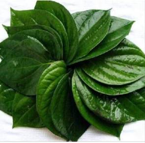 Daun sireh fresh