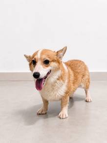 corgi for adoption with microchip 