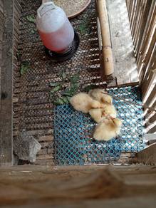 anak angsa putih