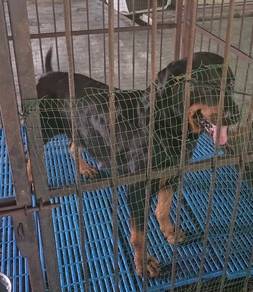 Rottweiler