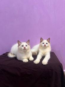 Ragdoll Kitten Boy
