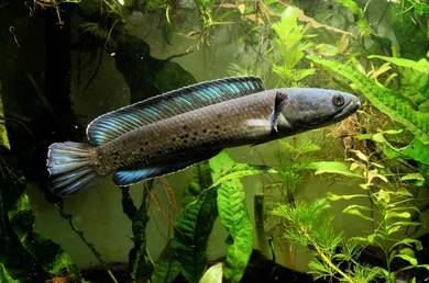 channa sterwati 