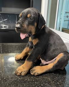 DOBERMAN PUPPIES 🐻 H163 Male Available CERT