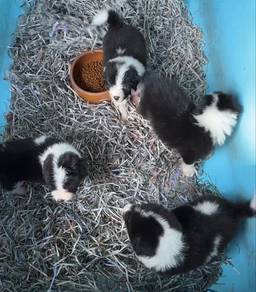 Collie