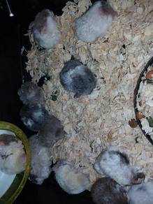 hamster bulu biri²