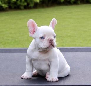 FRENCH BULLDOG PUPPIES S221🌻 Platinum Color