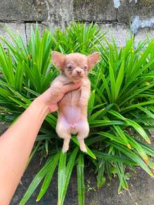 chihuahua puppy1