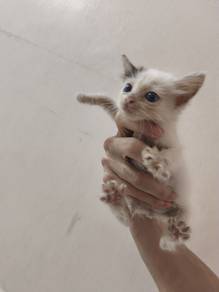 kucing