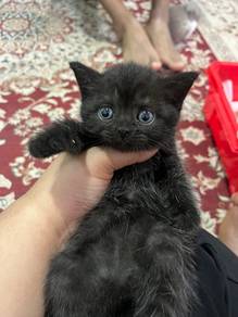BSH rare cinnamon