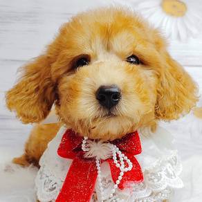 Tiny Toy Poodle