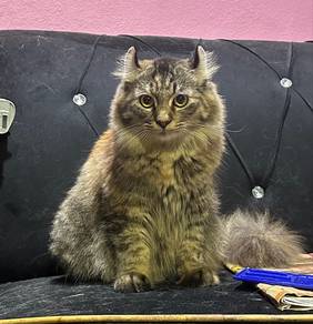 Female Cat American Curl