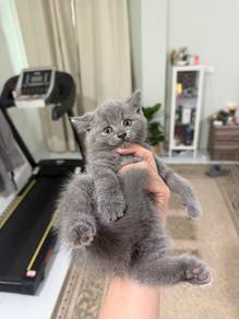 nak rehome anak kucing