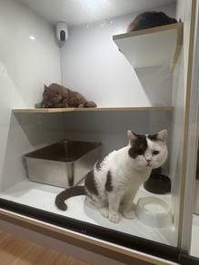 Bsh