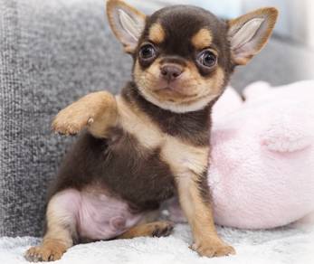 CHIHUAHUA PUPPIES VIP251🌷Head Apple Cute Dog