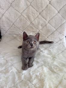Bsh