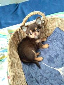 Chihuahua puppies 