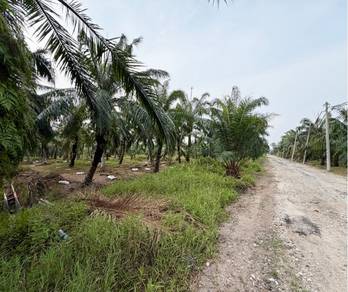 Agricultural Land in Kuala Selangor, SGR