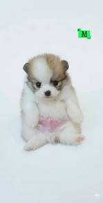 Tiny Pomeranian 