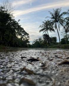 Benih Ikan Keli 3 inci