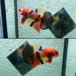 Ikan Laga Betta Cantik