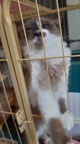 Sangkar kucing, barang kucing dapat kucing siam 2