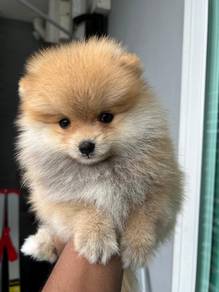 Cute, fluffy & adorable Pomeranian puppies availab