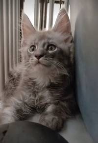 Maine Coon