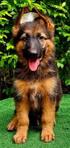 GERMAN SHEPHERD PUPPIES GSD32🐻 Good structure