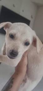 for adoption