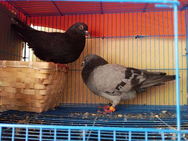 Merpati Kg