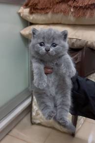 British ShortHair Kitten