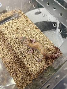Gecko Adtor