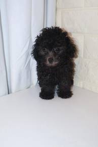 J0507 Grey Poodle Soft Fur Curly Puppy