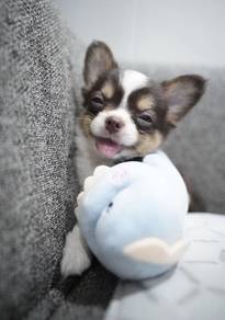 CHIHUAHUA PUPPIES VIP40🌷Head Apple Bonnie Dog